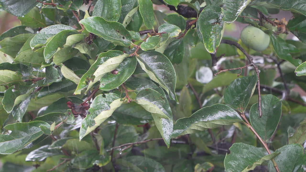 planta verde con hojas mojadas y frutos que florecen bajo la lluvia