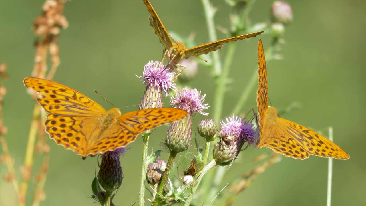 Primo piano di tre farfalle arancioni che succhiano nettare da fiori viola in una giornata di sole in un campo verde immerso nella campagna