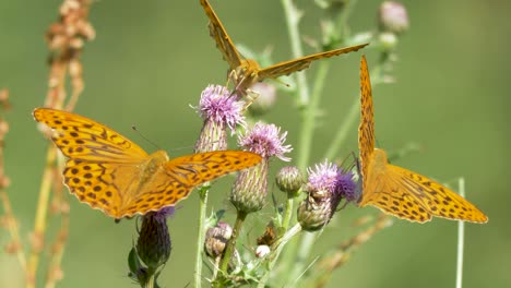 Nahaufnahme-Von-Drei-Orangefarbenen-Schmetterlingen,-Die-An-Einem-Sonnigen-Tag-Auf-Einem-Grünen-Feld-Entlang-Der-Landschaft-Nektar-Aus-Violetten-Blüten-Saugen