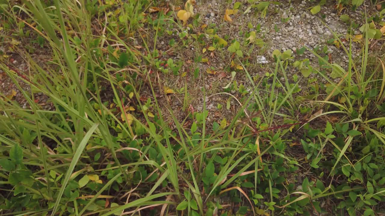 푸른 잔디 길을 걷는 모습