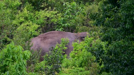 los elefantes asiáticos son especies en peligro de extinción y también son residentes de tailandia