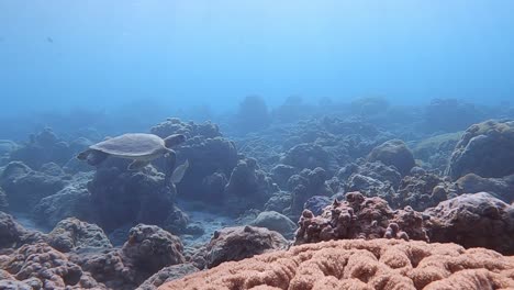 green sea turtle swimming through a coral reef with fish and sun rays surrounding it.