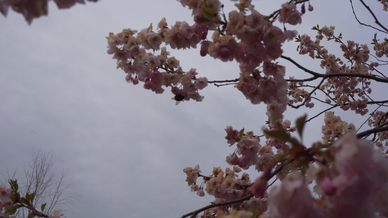 Upward shot of sakura branches swaying in the wind under a cloudy grey sky. A lone bee flies away, adding motion to the otherwise dull scene, contrasting the usual vibrancy of cherry blossom season.