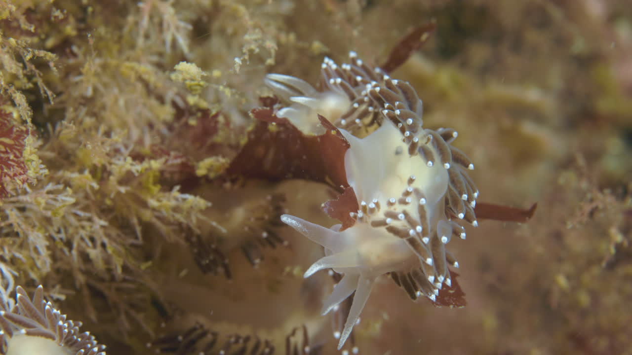 북대서양의 퍼세에서 잠수하는 동안 누디브랜치