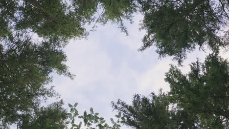 slow and trippy treetops moving in forest view of tall pines surrounding open blue sky, captured from ground looking up with symmetry and a peaceful, surreal atmosphere
