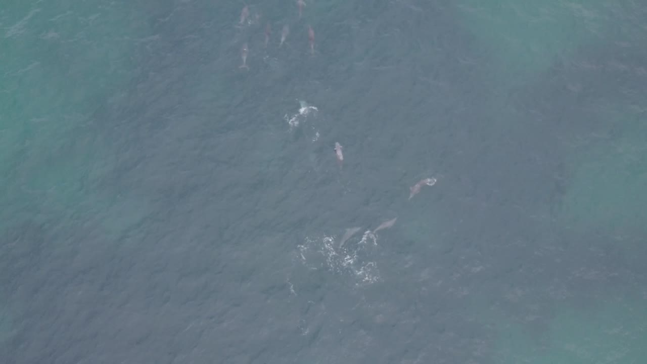 Dolphins engaging in sexual play in shallow water off the coast of Western Australia