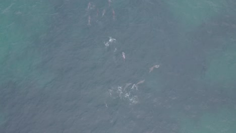 Dolphins-engaging-in-sexual-play-in-shallow-water-off-the-coast-of-Western-Australia