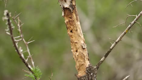 Incline-Hacia-Arriba-La-Rama-De-Un-árbol-Dañada-Por-Un-Pájaro-Carpintero-Y-Termitas