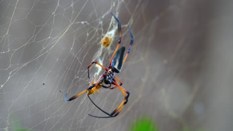 Seychelles-palm-spider-eating-yellow-wasp-that-fell-in-the-web,-Mahe-Seychelles-1