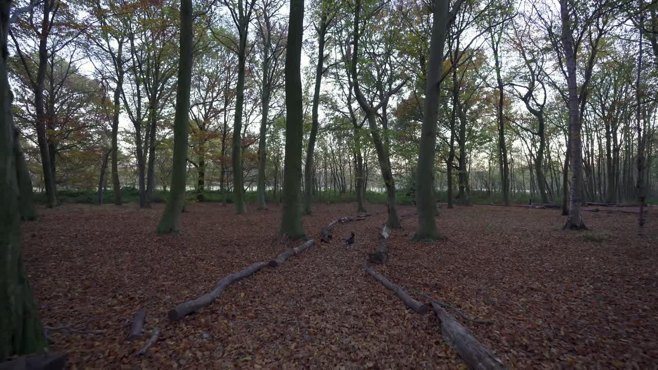 First person view of walking the dog in a forest full of autumn colours
