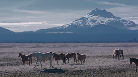 Herde-Von-Wildpferden-Grast-Friedlich-Auf-Feldern-Unterhalb-Der-Bergkette-Im-Outback-Von-Zentral-Oregon