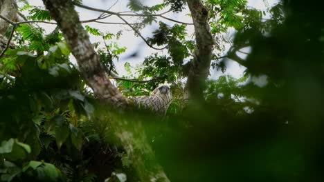 Mirando-Hacia-Abajo-A-Través-De-Las-Ramas-Desde-La-Cima-Del-árbol,-águila-Filipina-Pithecophaga-Jefferyi,-Filipinas