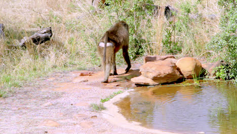 a baboon drinking some water at a pond in the bush of south africa. after drinking it walks away slowly.
