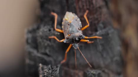 Die-Waldwanze-Oder-Rotbeinige-Schildwanze-(Pentatoma-Rufipes)-Ist-Eine-Art-Der-Schildwanze-Aus-Der-Familie-Der-Pentatomidae,-Die-In-Den-Meisten-Teilen-Europas-Häufig-Vorkommt.-Es-Bewohnt-Wälder,-Wälder,-Obstgärten-Und-Gärten