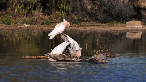 two major mitchell cockatoos sit on a branch and drink from a pond 1