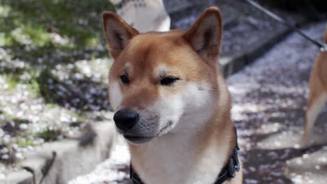 shiba inu dog, cute close up shot outdoors