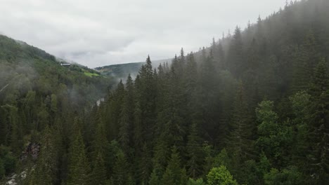 aerial view of early morning fog moving over a green coniferous forest on a hillside