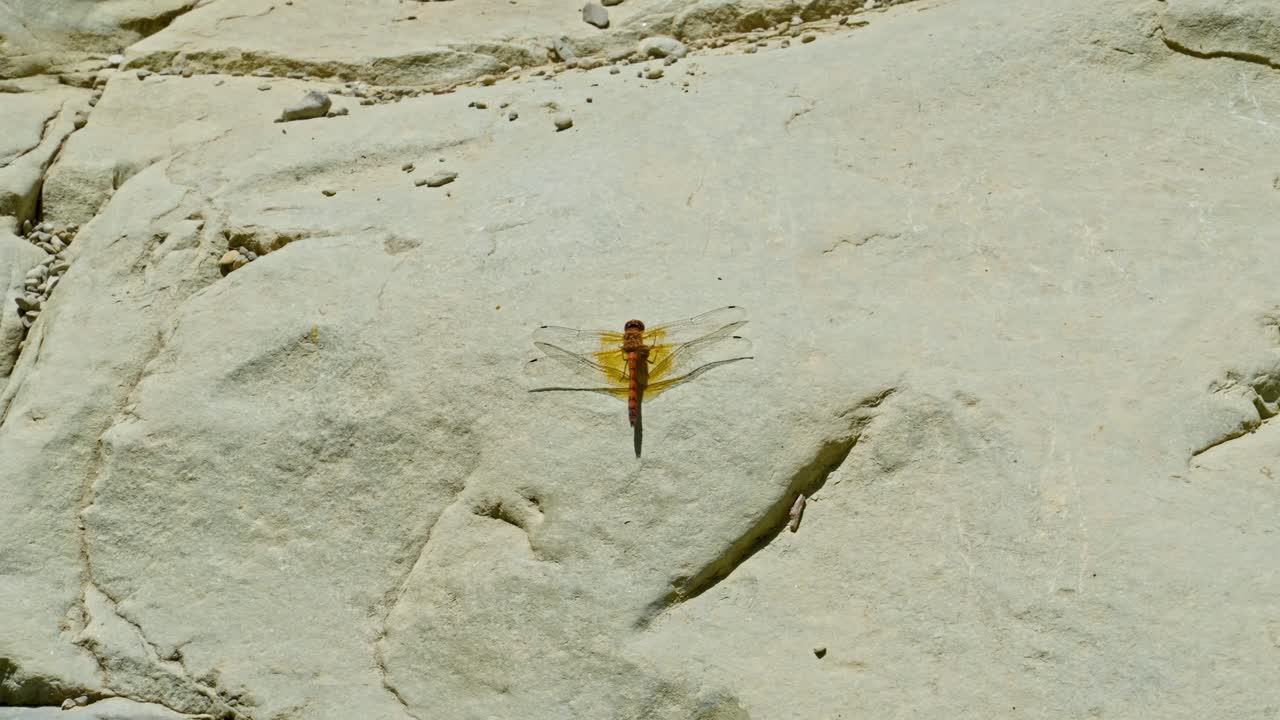 A golden-hued dragonfly sits still on a sun-drenched rock, its transparent wings catching the light in a tranquil desert setting.