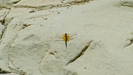 a golden-hued dragonfly sits still on a sun-drenched rock, its transparent wings catching the light in a tranquil desert setting.