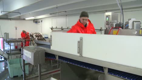 men work cutting and cleaning fish on an assembly line at a fish processing factory 2