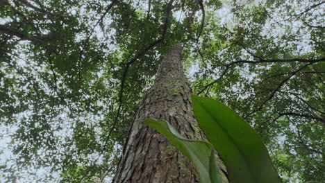 árbol alto en un bosque exuberante