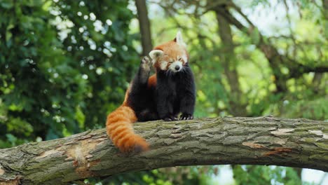 Red-Panda-Sitting-on-Tree-Trunk-Scratching-Head-Behind-Ear-with-Paw-in-slow-motion