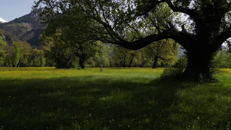 Tiro-Deslizante-De-Un-Enorme-árbol-Verde-En-Un-Gran-Campo-De-Montaña-Weesen,-St