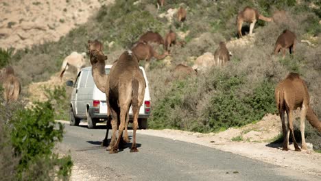 Marruecos-Camel-08