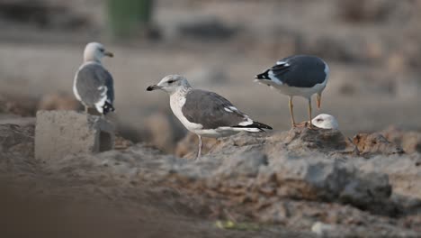 Zugvögel-Große-Schwarzrückenmöwe,-Die-An-Der-Felsigen-Küste-Von-Bahrain-Nach-Nahrung-Wandert