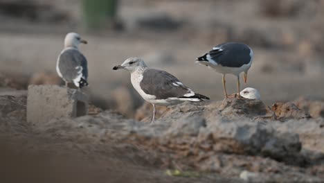 aves migratorias gran gaviota de lomo negro deambulando por la costa rocosa de bahrein en busca de comida
