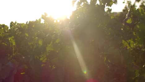 growing vines in a vineyard, slowly moved by a gentle wind at sunset