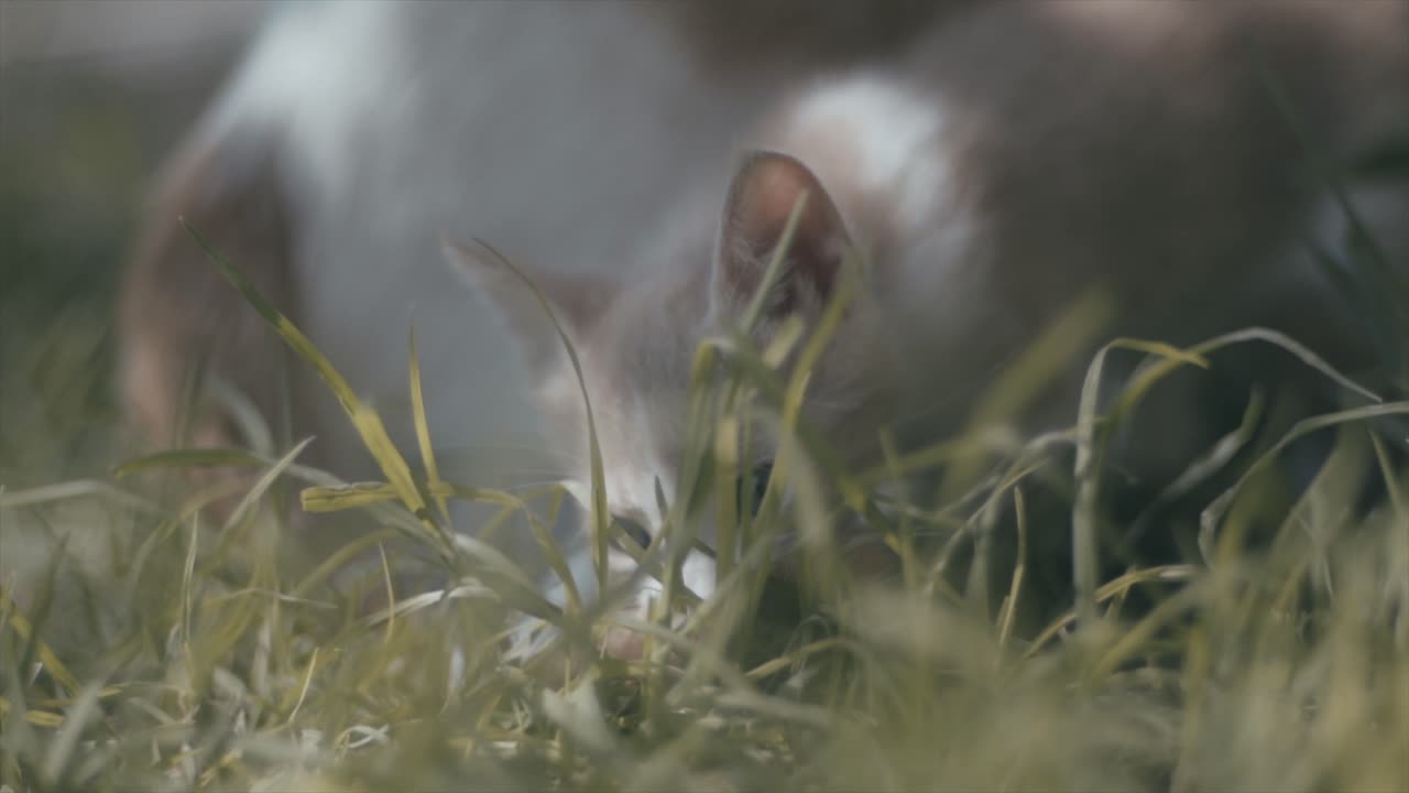 el gatito es limpiado por la madre.