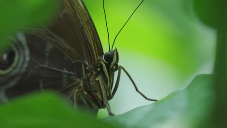 close up of butterfly through leaves