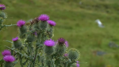 Eine-Aufnahme-Einiger-Schottischer-Disteln-In-Der-Nähe-Des-Dorfes-Hushinish