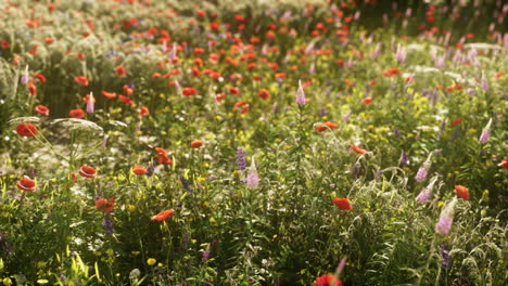 Beautiful-sunny-day-in-countryside