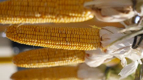 close-up of ripe corn cobs