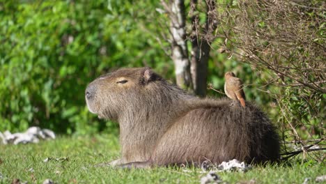 capybara lays flat under forest brush in daylight, resting and hiding near base of tree, with bird standing on back, slow motion