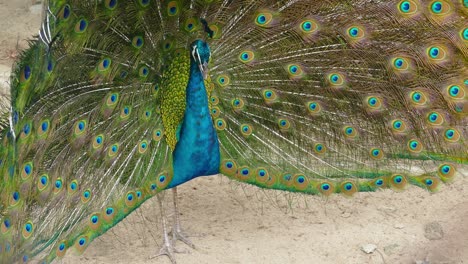 pavo real con las plumas hacia afuera, 4k