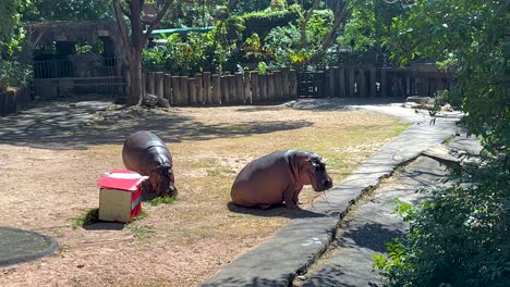 hippos at the zoo