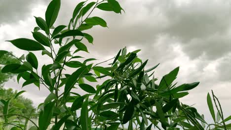 hojas verdes en el viento bajo cielos grises y tormentosos