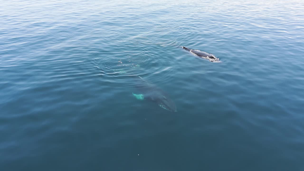 Two whales swimming in the North Atlantic