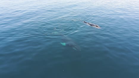 two whales swimming in the north atlantic
