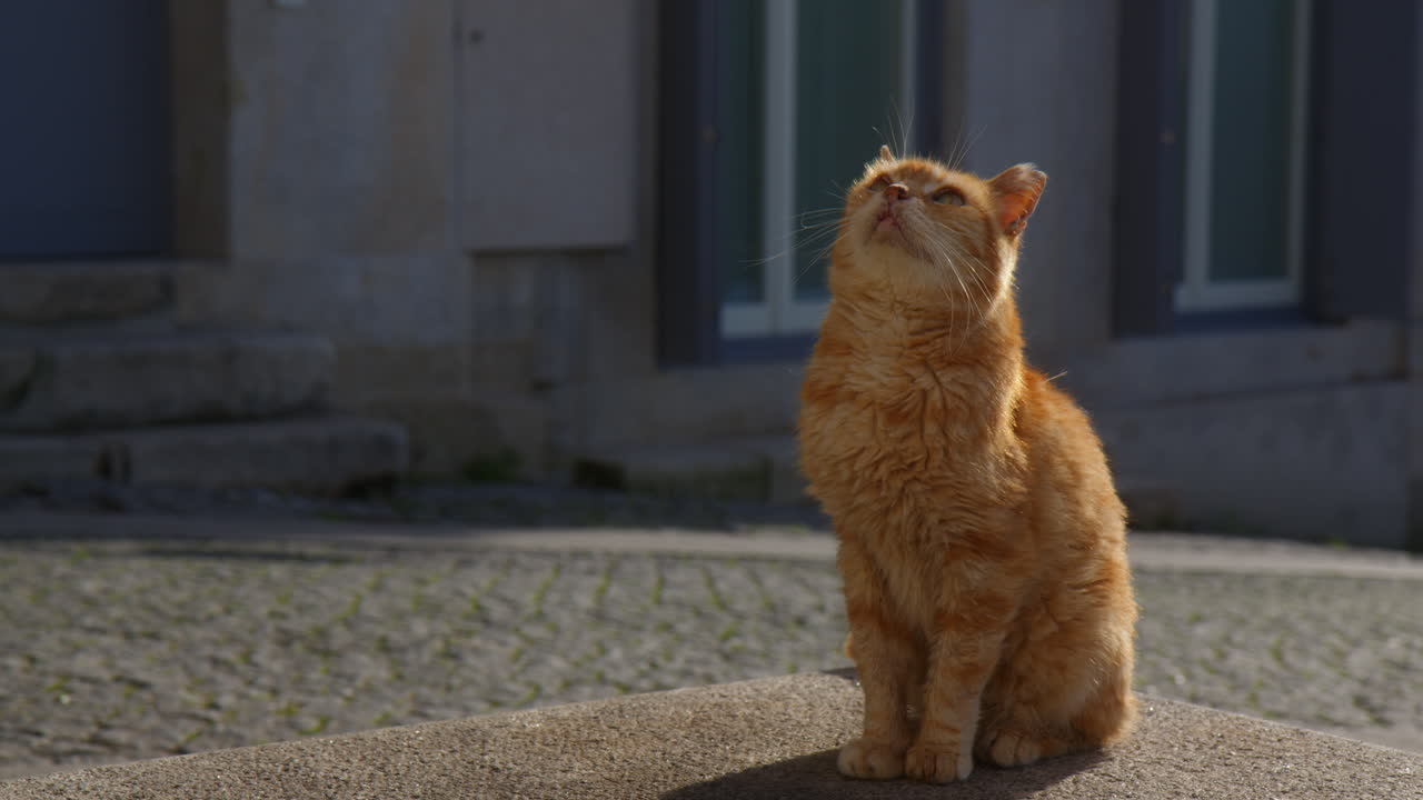 Sitting Manx Cat Breed While Looking-up. Close-up Shot
