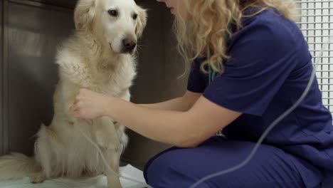 Golden-retriever-lying-in-animal-hospital-with-IV-drip.