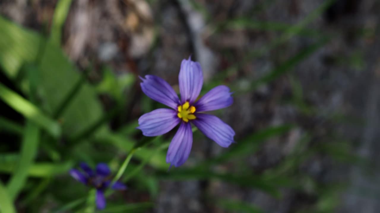 The Bermudiana (Sisyrinchium bermudiana), Bermuda's national flower, is a small member of the Iris Family.
