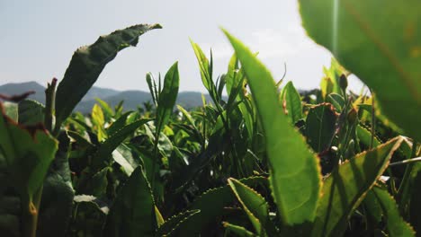 Tea-Garden-in-Shinkiari-Pakistan,-Close-up-shot-of-the-tea-leaves-in-the-field