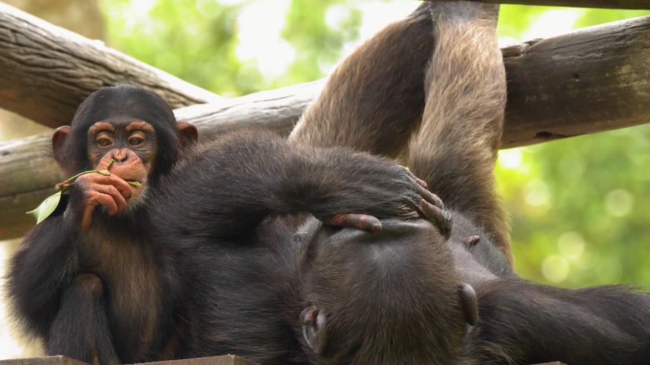 Un giovane scimpanzé mangia una foglia mentre un adulto si riposa in un recinto tropicale