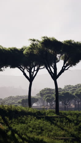 pine trees in a misty forest