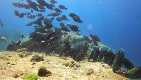 Fish-feeding-frenzy-on-coral-rock-and-all-move-on-together