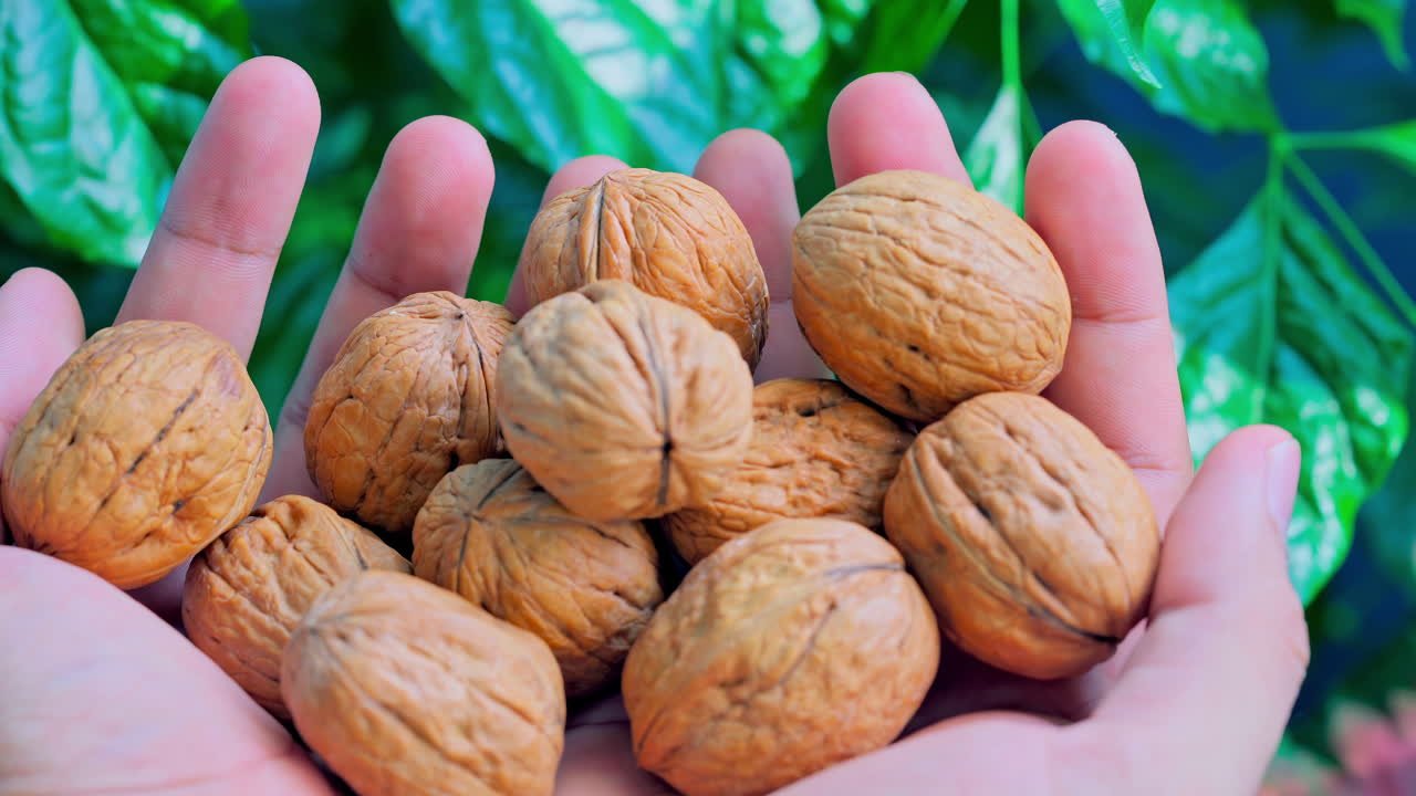 Walnuts in farmers hands close up